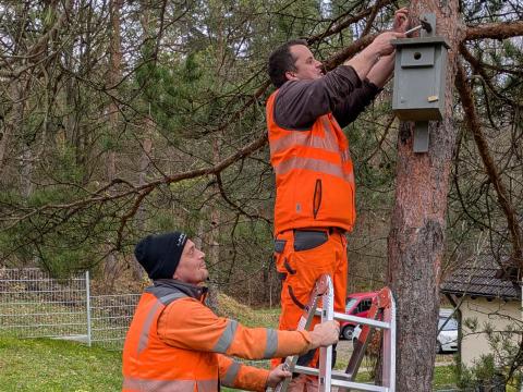 Bauhofmitarbeiter mit Leiter und einem Vogelhaus an einem Baum